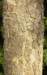 Malus × ′Purple Prince′ - Bark