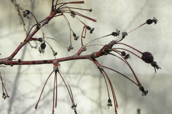 Malus × ′Purple Prince′ - Twig
