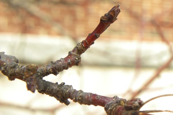 Malus × ′Purple Prince′ - Buds