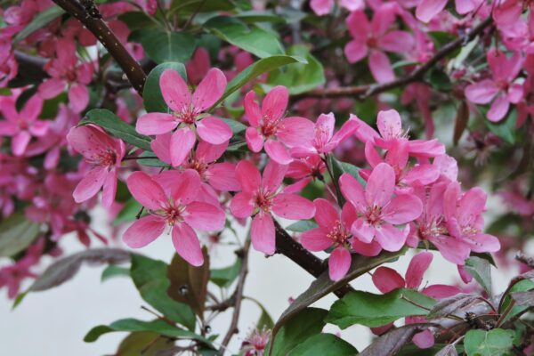 Malus × ′Purple Prince′ - Flowers