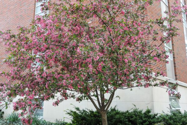 Malus × ′Purple Prince′ - Flowering Habit