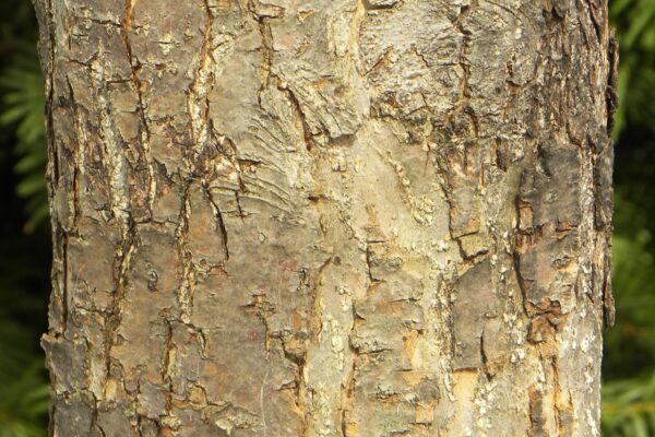 Malus × ′Purple Prince′ - Bark