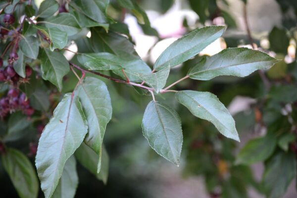 Malus × ′Purple Prince′ - Foliage