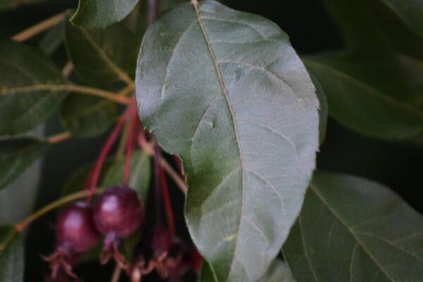 Malus × ′Purple Prince′ - Leaves and Fruit