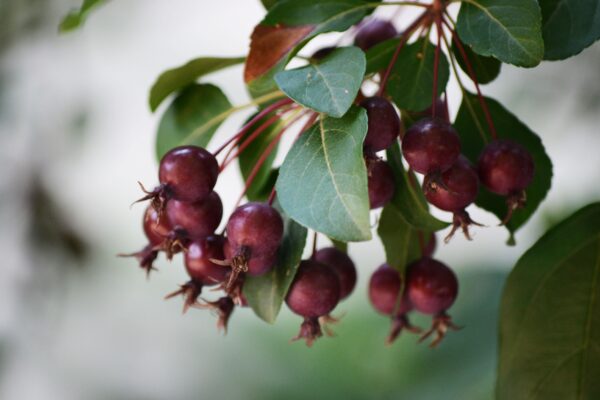 Malus × ′Purple Prince′ - Ripe Fruit
