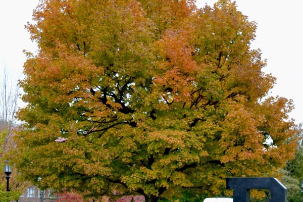 Acer saccharum - Overall Tree in Fall