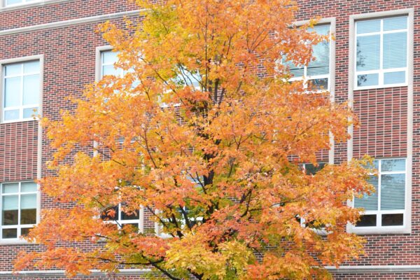 Acer saccharum - Fall Habit