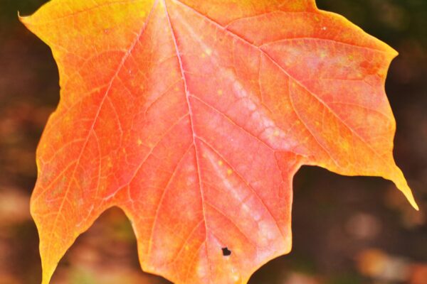 Acer saccharum - Fall Color