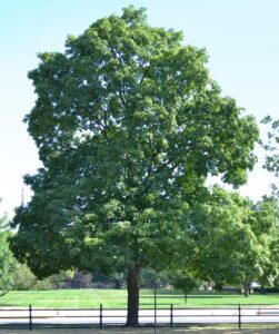 Acer saccharum - Overall Tree in Summer