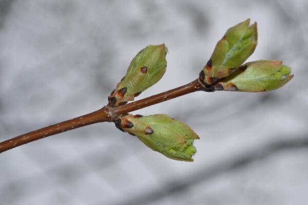 Acer saccharum - Bud
