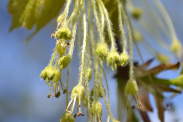 Acer saccharum - Flower