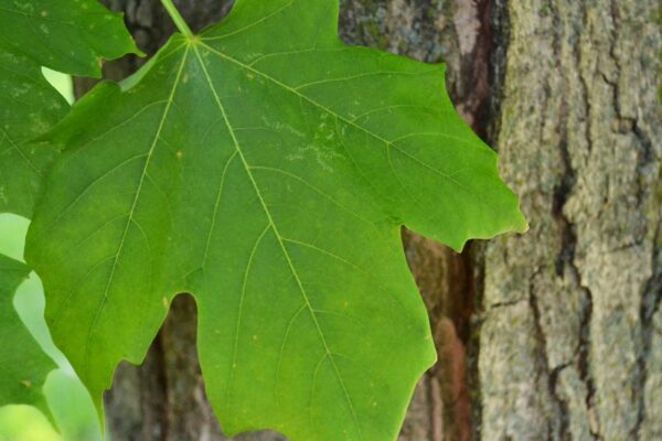 Acer saccharum - Leaf