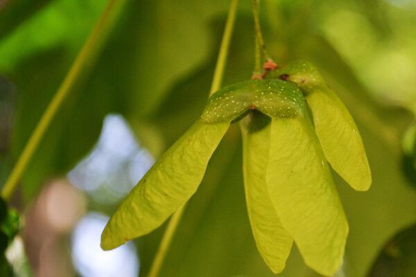 Acer saccharum - Fruit