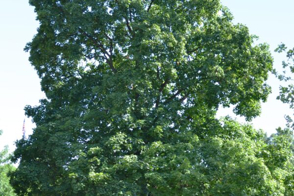 Acer saccharum - Overall Tree in Summer