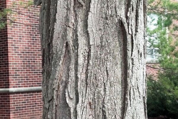 Acer saccharum - Bark