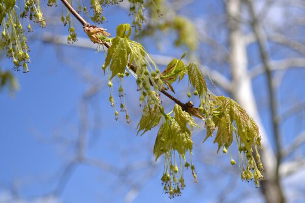 Acer saccharum - Flowers & Emerging Foliage