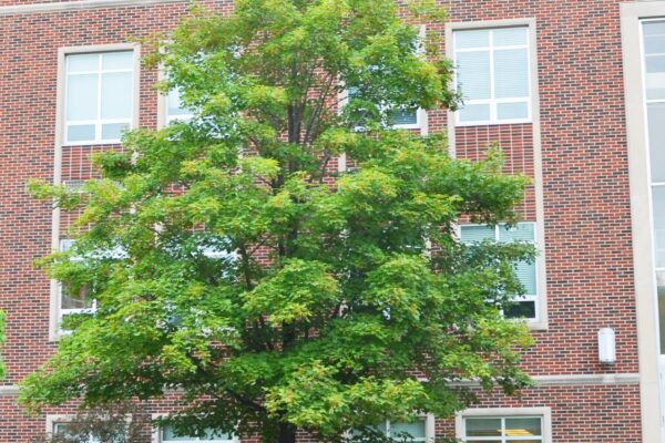 Acer saccharum - Summer Habit