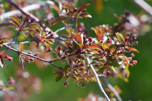 Malus × ′Radiant′ - Flower Buds