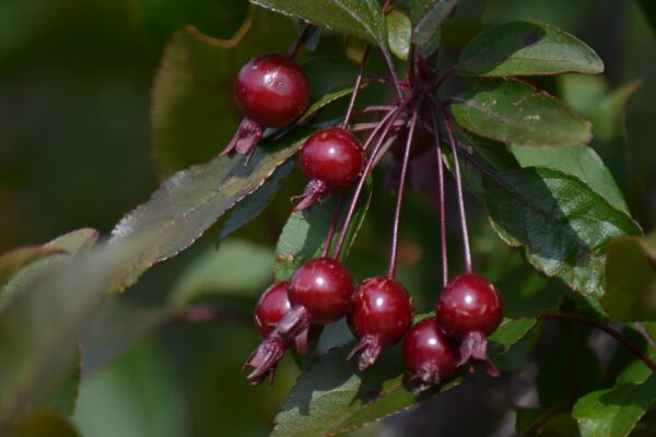 Malus × ′Radiant′ - Ripe Fruit