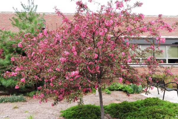 Malus × ′Radiant′ - Flowering Habit