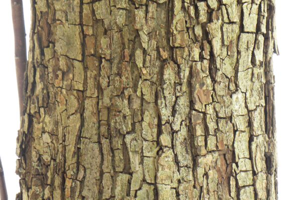 Malus × ′Jewelcole′ [sold as Red Jewel®] - Bark