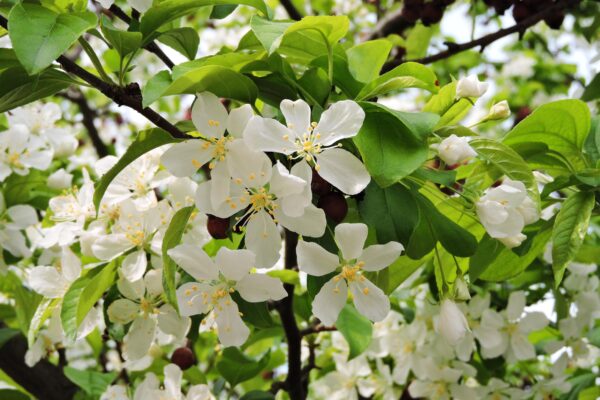 Malus × ′Jewelcole′ [sold as Red Jewel®] - Flowers