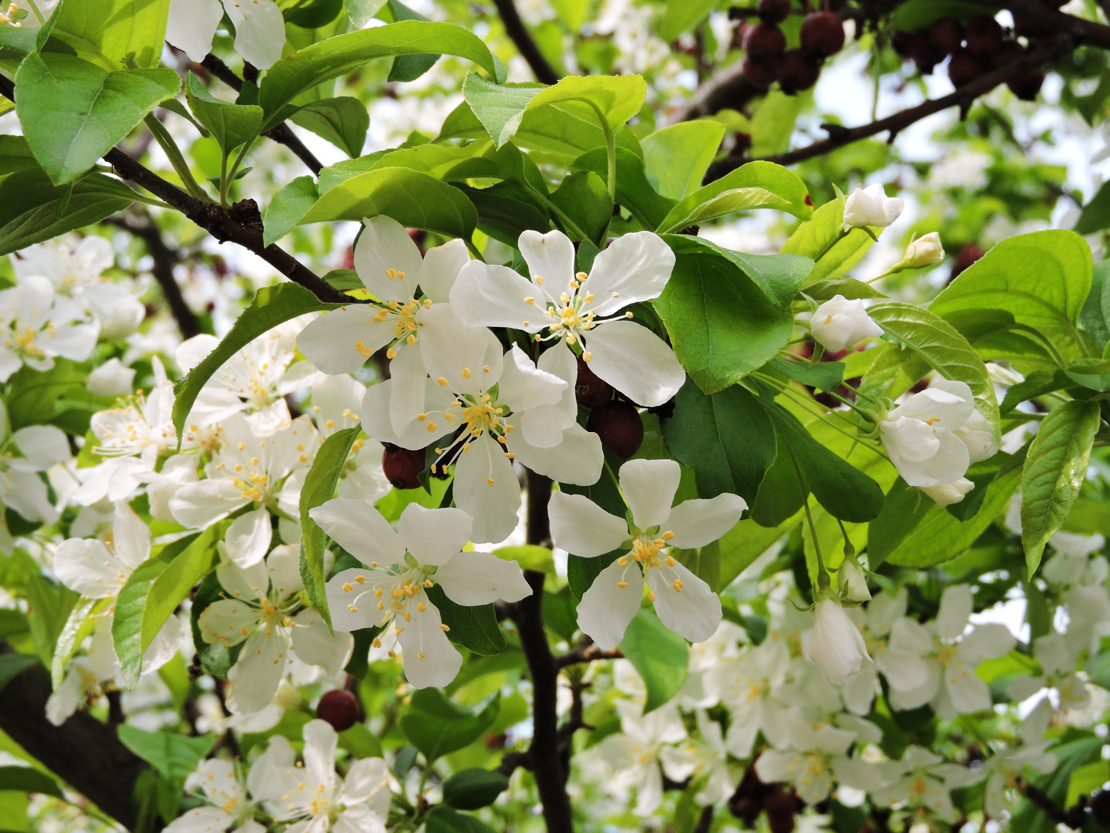 Malus × ‘Jewelcole’ [sold as Red Jewel®] Purdue Arboretum Explorer