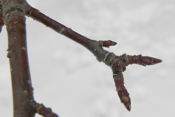 Malus × ′Jewelcole′ [sold as Red Jewel®] - Buds