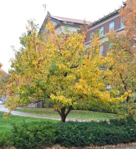Malus × ′Jewelcole′ [sold as Red Jewel®] - Overall Tree in Fall