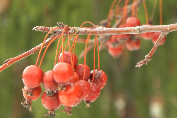 Malus × ′Jewelcole′ [sold as Red Jewel®] - Buds and Old Fruit