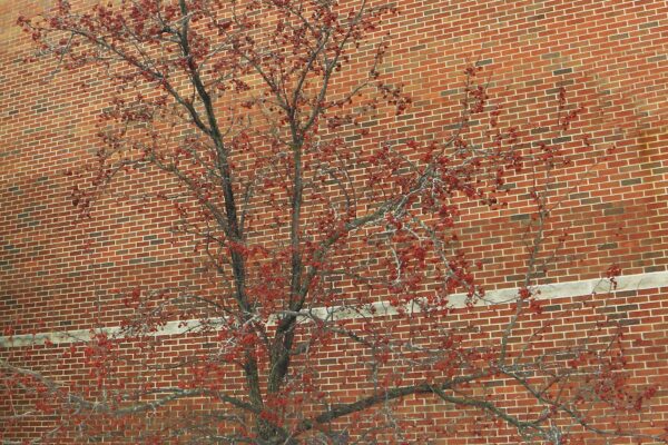 Malus × ′Jewelcole′ [sold as Red Jewel®] - Winter Habit