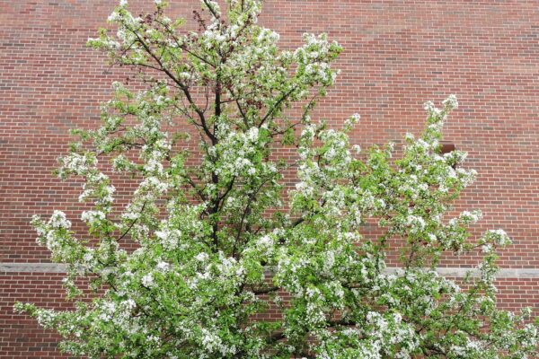 Malus × ′Jewelcole′ [sold as Red Jewel®] - Flowering Habit