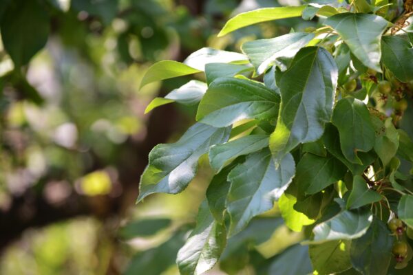 Malus × ′Jewelcole′ [sold as Red Jewel®] - Foliage