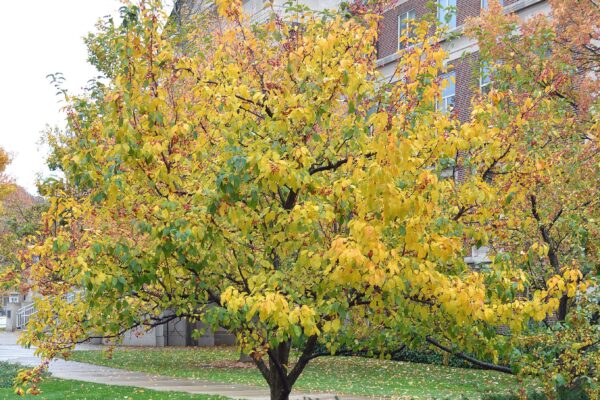 Malus × ′Jewelcole′ [sold as Red Jewel®] - Overall Tree in Fall