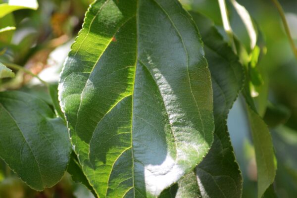 Malus × ′Jewelcole′ [sold as Red Jewel®] - Leaf