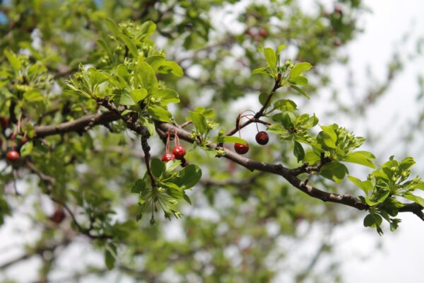 Malus × ′Jewelcole′ [sold as Red Jewel®] - Emerging leaves