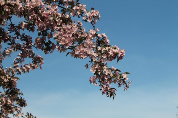 Malus × ′Red Splendor′ - Flowers