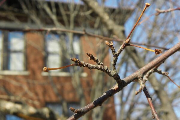 Malus × ′Red Splendor′ - Buds