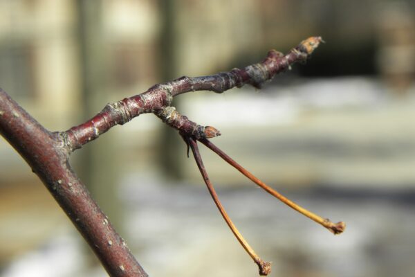Malus × ′Red Splendor′ - Buds