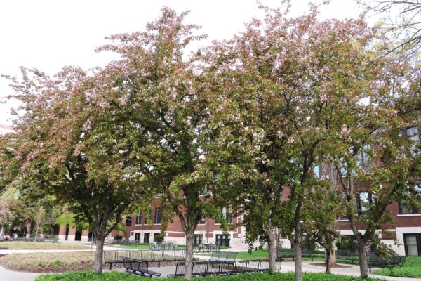 Malus × ′Red Splendor′ - Flowering Habit