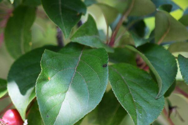Malus × ′Red Splendor′ - Foliage