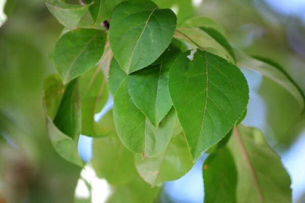 Malus × ′Red Splendor′ - Leaves