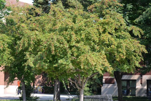 Malus × ′Red Splendor′ - Summer Habit