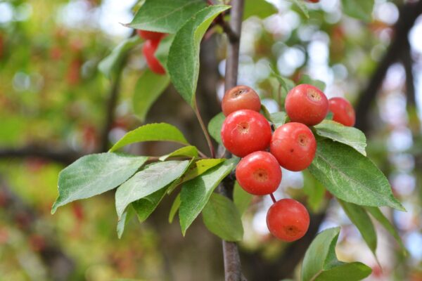 Malus × ′Red Splendor′ - Fruit