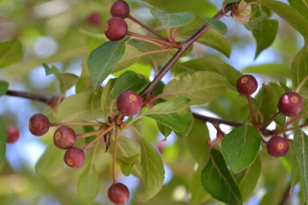 Malus × ′Red Splendor′ - Fruit & Foliage