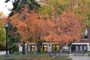 Malus × ′Red Splendor′ - Overall Trees in Fall