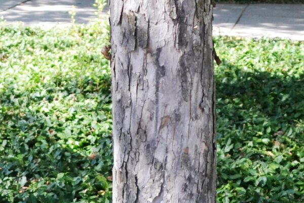 Malus × ′Red Splendor′ - Bark