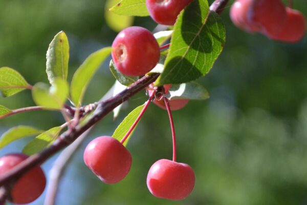 Malus × ′Red Splendor′ - Fruit