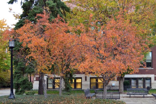 Malus × ′Red Splendor′ - Overall Trees in Fall