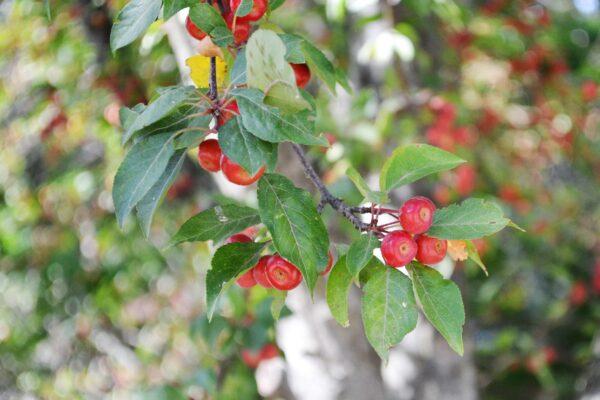 Malus × ′Red Splendor′ - Fruit & Foliage